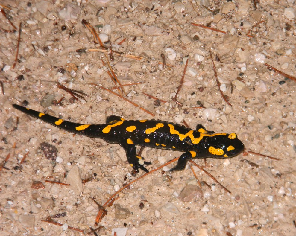 Ma io La conosco... - Salamandra salamandra